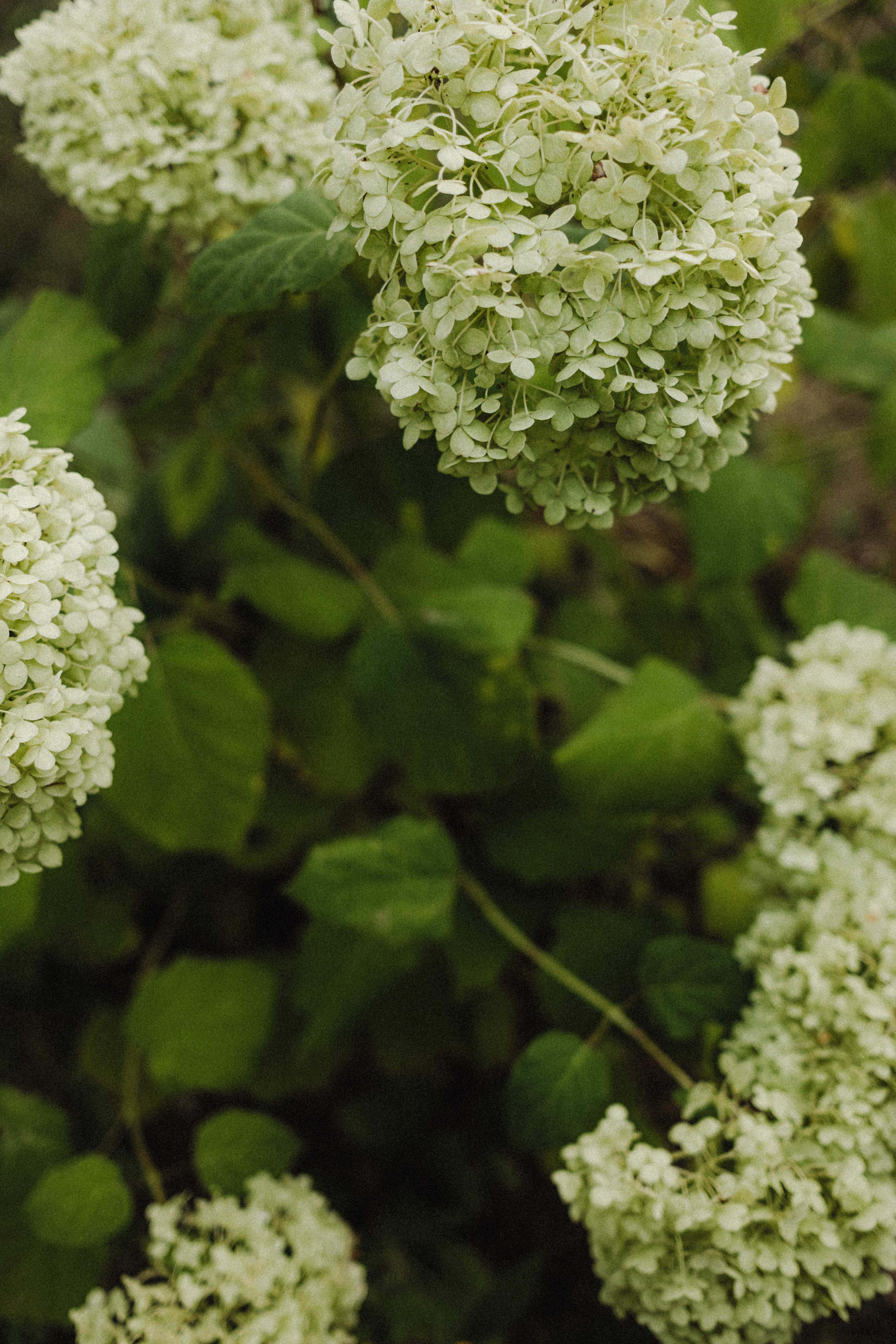 kaboompics_close-up-of-white-hydrangea-blossoms-36523