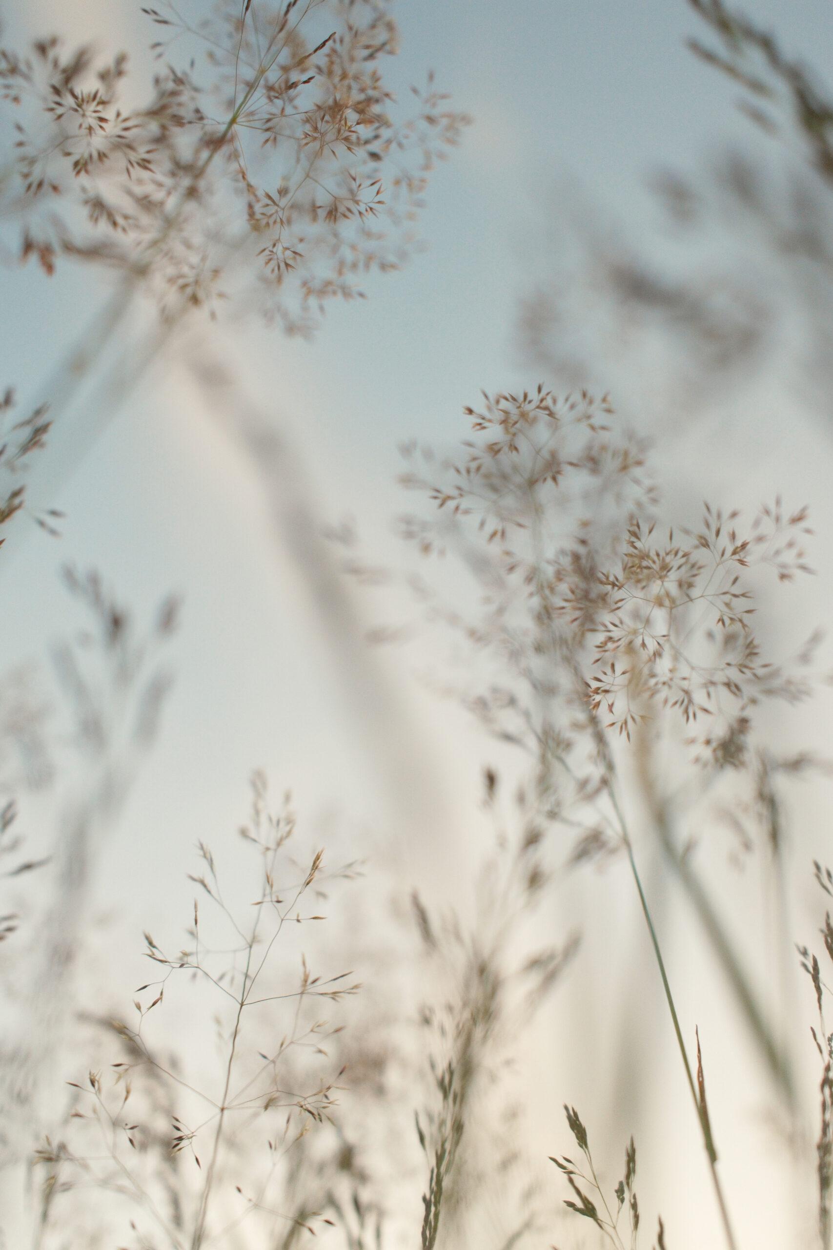kaboompics_summer-meadow-and-wild-grasses-nature-backgrounds-39745